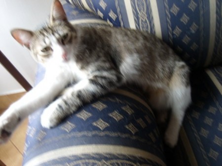 Lucrecia, la gata novelera